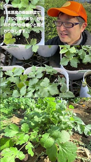 Starting to grow vegetable seedlings in a home garden in mid-February: Mitsuba (Japanese parsley)