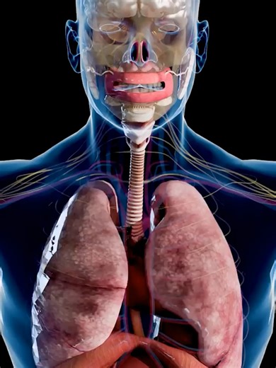 🔹 Anatomía humana aplicada al análisis del movimiento La anatomía humana constituye la base estructural para comprender el movimiento del cuerpo. Por ello, utiliza la posición anatómica, los planos corporales (sagital, frontal y transversal) y términos de orientación como anterior, posterior, medial o distal para describir movimientos articulares con precisión. Además, el comportamiento muscular se explica mediante el concepto de tensión muscular, que incluye la tensión activa generada por la i