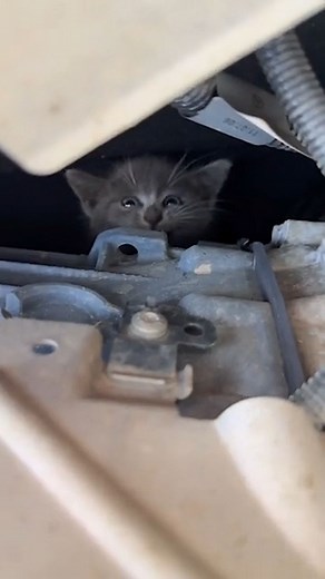966 reactions · 66 comments | Gentleman Rescues Trapped Kitten from Car Engine. The Shop has Adopted the Kitten 珞 ©️ Royalty Auto Service in Kingsland, Georgia | Free Your Mind and Think | Facebook