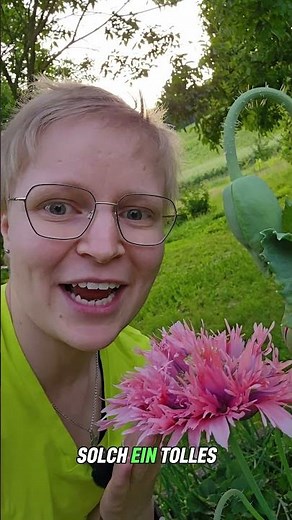 Gefüllter rosa Mohn – ein echtes Highlight für dein Staudenbeet