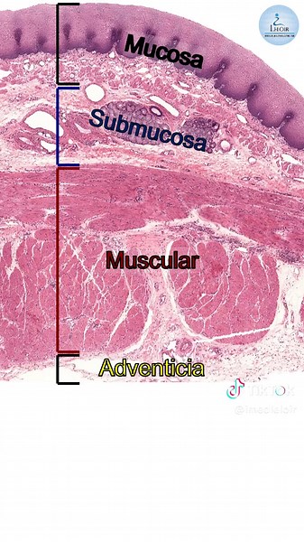 Guía de Histología del Esófago para Estudiantes de Medicina