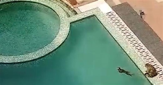 Overheating monkeys take over swimming pool in India