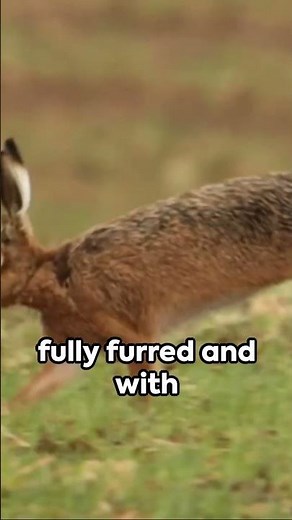 Hare Essentials: Exploring the World of Hares, Types, and Surprising Facts! #wildafrica #animals