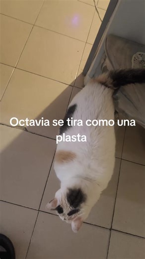 #nohecomidoen2minutos #gatitaoctavia #michis #videosgraciosos #amolasmascotas