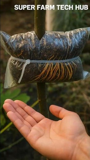 How to Propagate Fig Trees Using Air Layering 🌱 Fast Rooting & Strong Roots | Super Farm Tech Hub