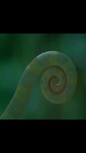Life, Nature & Fibonacci Sequence Explained