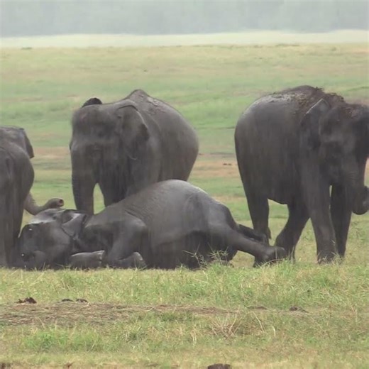 Cute Baby Elephants Having Fun | Heart-Melting Moments | Funny & Cute Baby Elephants #elephant