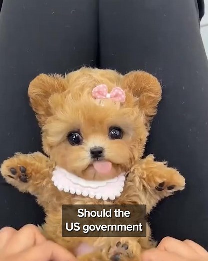 This dog toy is turning into the most wanted Christmas gift of 2025 | Ryan Caldwell