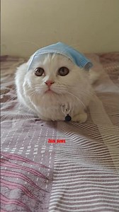 Do you know what is the difference between a male cat and a female cat? #cat #catvideos #trending...