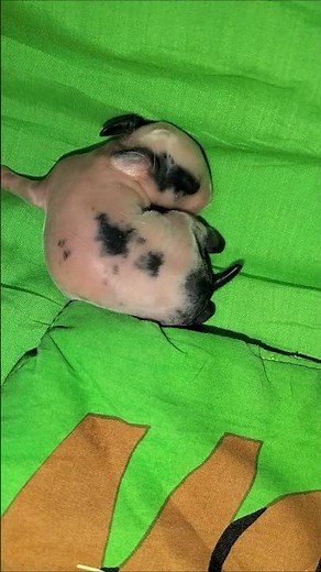 baby bunny day 3 🐰🐇#rabbit #animal #bunny #cute