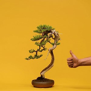 How to make a bonsai. Build your skills with Mirai Live. | Bonsai Mirai