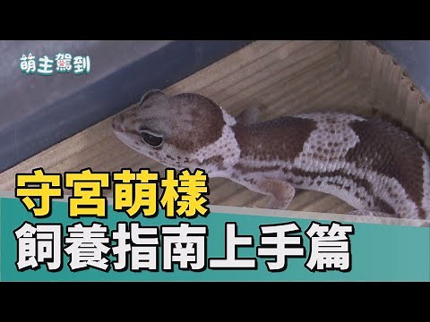 萌主駕到│守宮飼養指南上手篇