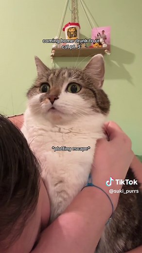 Hilarious Drunk Cat Escapes Home | Funny Cat Video