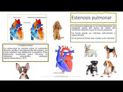 Cardiopatías congénitas en veterinaria