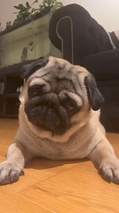 So adorable | Pug Overload