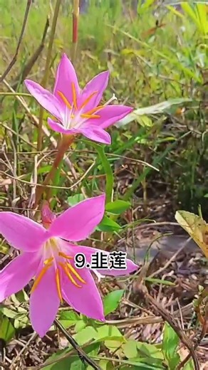 A Closer Look at 16 Toxic Medicinal Herbs #IdentifyingHerbs #PlantADay #GiftOfNature #WildPlants ...