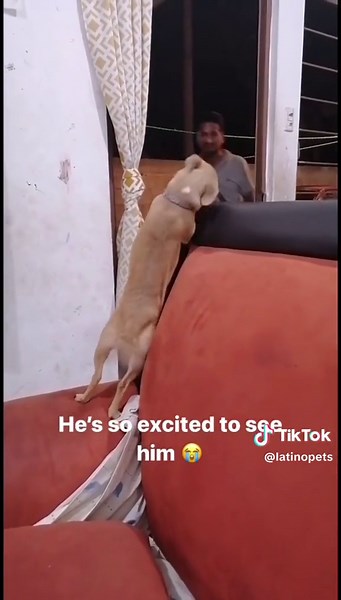 Latino dad’s with the dog they didn’t want 😂 #latinopet #latino #perros