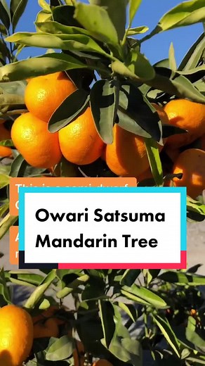 Owari Satsuma Mandarin Tree Care Guide