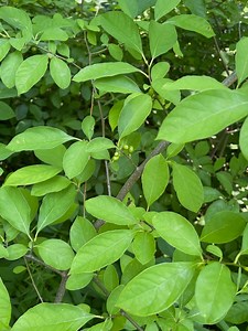 What’s a spicebush? Get to know Northeast Ohio native plant