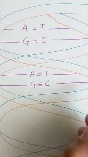 How to draw DNA Double Helix Structure | Quick & Easy Method to Draw DNA | Easy labeled DNA diagram