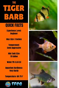 Ultimate Guide To Tiger Barb Fish Care - Feeding, Breeding & Tankmates