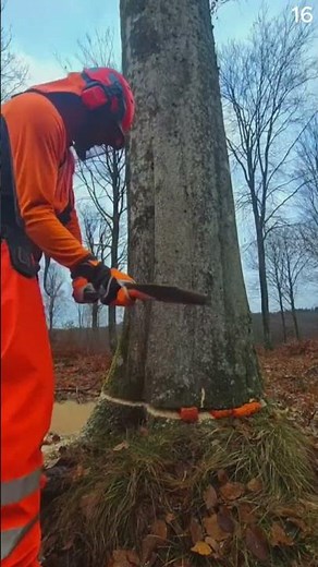 Proses menebang pohon dengan teknik yang cerdas menggunakan alat kapak sederhana #shorts