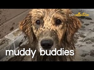 The World's Muddiest Pets 2020