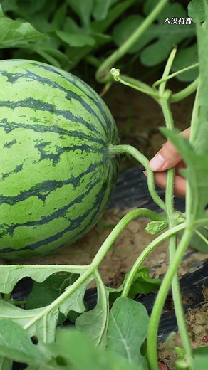 高效种植技巧：25种实用种植技巧合集