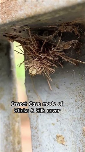 An insect case made of sticks and silk layers #nature