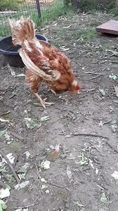 Meet Annie Oakley, the cowgirl. Miss Oakley is a true heroine, having survived with her birth defective legs despite all odds stacked against her until our liberation last weekend. | Let The Ladies Go