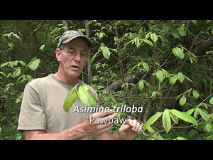 West Virginia Forest Plants