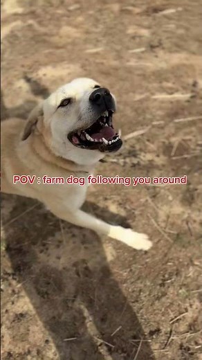 Farm Dog Adventures POV: A Day in the Life of Your Loyal Canine Companion #FarmLife #DogLovers