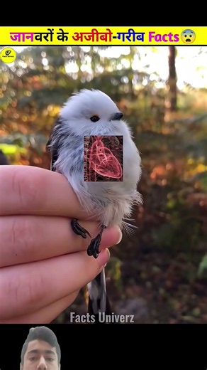 Unbelievable Facts About Animals & Birds You Didn't Know! 🌍#facts #animation