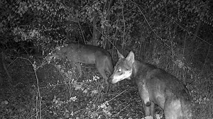 How solar cameras capture riverbank wildlife activity