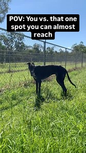 Move aside Raygun, Chippy’s training hard to become Australia’s next breakdance sensation. Step 1: Master the itchy spin. 🌀🕺 Chippy is still perfecting his sweet dance moves, and will be available for adoption soon. . . #Greyhounds #AdoptMe #AdoptDontShop #DogLovers #Dogs #GapQld #Pupdate #Pets #GreyhoundAdoption #GreyhoundAdoptionProgram #RetiredGreyhound #AdoptAGreyhound #GreyhoundsAsPets #GreyhoundsMakeGreatPets | Greyhound Adoption Program QLD