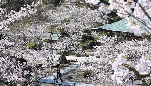 薄桃色の花びら境内包み込む　ソメイヨシノやヤマザクラ見頃　淡路・円城寺