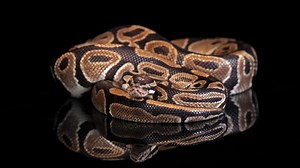 Une femme a été retrouvée avalée par un python de 5 mètres