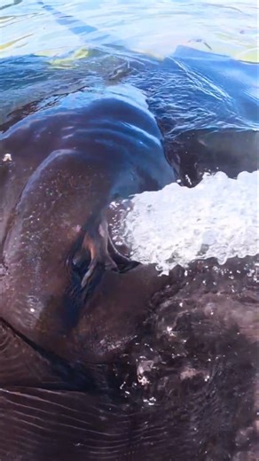 I Touched the Biggest Stingray I’ve Ever Seen! 🪸🌊