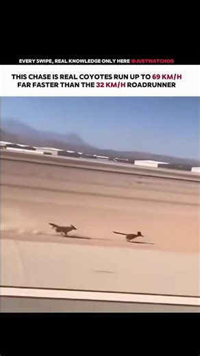 Raw Wildlife Coyote Chases Roadrunner #wildlife #factsexplained #shorts