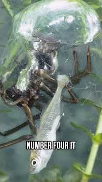 Top 5 Amazing Facts about the Diving Bell Spider