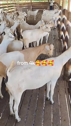 GALLA GOAT THE KING OF MILK AND MEAT 📍Somali Galla goats The Galla goat, a strong breed of goat has a reputation for surviving droughts thanks to its higher resistance to opportunistic diseases that eliminate ordinary goats due to weakening body immune system. Get the Galla goats at affordable prices. ✅ Delivery is done CountryWide upon order. ✅Fully vaccinated N.B No payment is done on farm premises due to fake transactions #bomettiktokers #isiolotiktkok #naroktiktokers🥰😂💯 #ugandatiktok🇺🇬