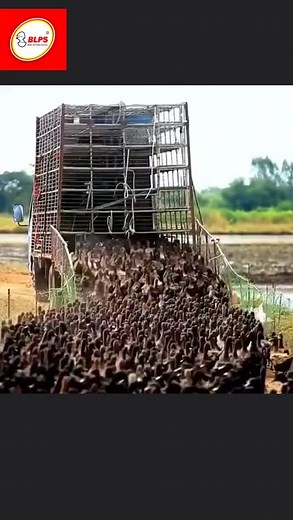 77K views · 1.7K reactions | Duck & Rice Farming Benefits | Better Life Engineering Services | Facebook