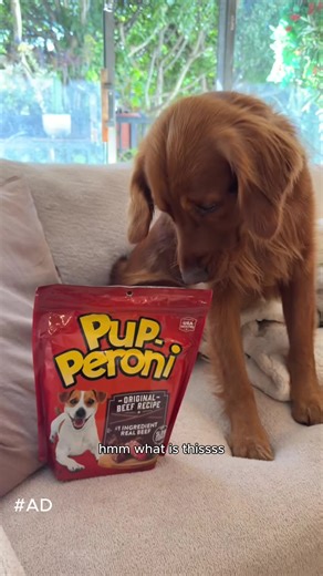 #ad #PupperoniPartner I'm teaming up with @PupPeroni for The Best of the Best Contest at @Walmart Enter in 3 STEPS Post a photo or video of your dog on Instagram or TikTok. Write ONE sentence saying why they’re the Best of the Best. Use #BestPup_Contest and tag @PupPeroni and @Walmart. Enter the #BestPup_Contest today for a chance to win! Additional winners will receive Walmart gift card prizes. Click the link in my bio enter and learn more! The Pup-Peroni® Best of the Best Contest ends at 11:59