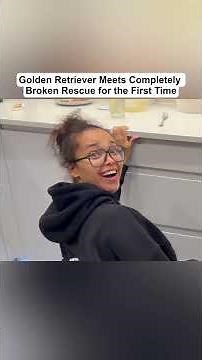 Part 7 - Golden Retriever Meets Completely Broken Rescue for the First Time