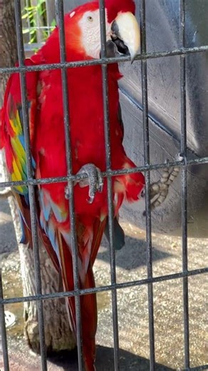 Beautiful Scarlet Macaw Parrot #shorts