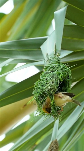 That Is Amazing How Weaver Bird Build Nest By One Beak Weaving As Professional 0028#birdnesting