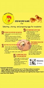 3.4K views · 45 reactions | Selecting, Storing, and Preparing Eggs for Incubation: A Step-by-Step Guide 讀 Want to hatch healthy chicks? It all starts with the right eggs! Here's a step-by-step guide to selecting, storing, and preparing eggs for incubation. Let's get started!  #EggIncubation #PoultryFarming" | Nhemachickens & Hatcheries | Facebook