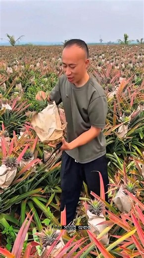 Why Do Chinese Farmers Throw Pineapples Into Water? #facts #trending #ytshorts