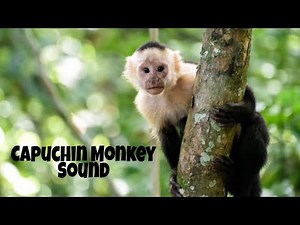 Capuchin Monkey Sound Effect HD 4k ...