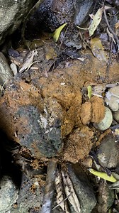 19K views · 193 reactions | gold prospecting for beginner | Linda Gold Mining | Facebook